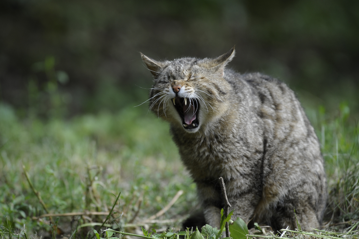 Investiga PROFEPA a mujer por muerte de gato montes en Nava. Foto de Canva.