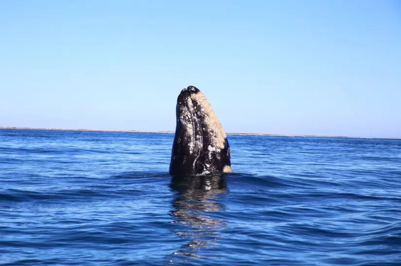 Ballena gris. Foto: Ayuntamiento de La Paz