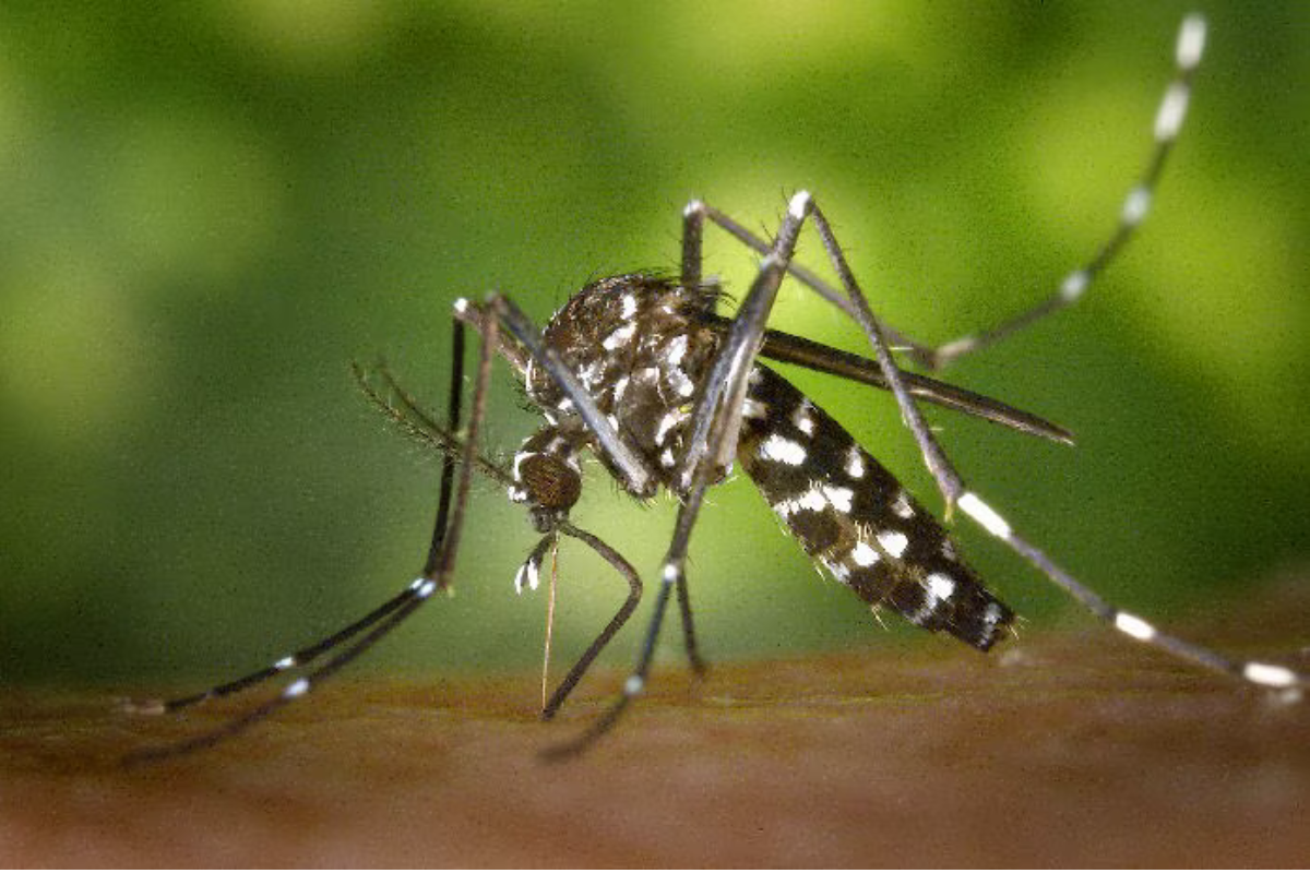 El Aedes aegypti es el responsable de la transmisión del dengue. Foto: Carlos García