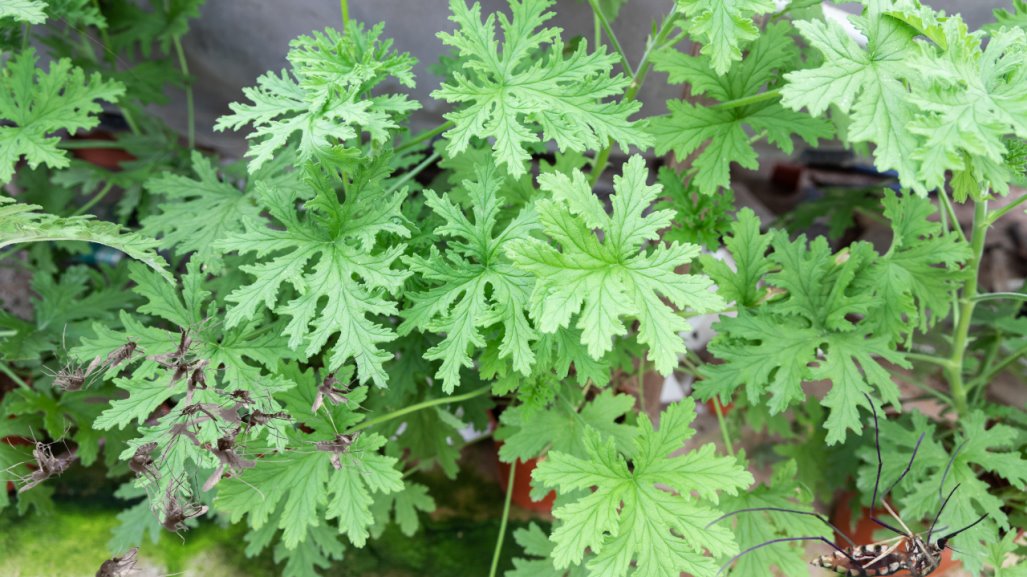 Esta planta es el mejor repelente para los mosquitos, no puede faltar en tu hogar