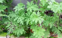 Esta planta es el mejor repelente para los mosquitos, no puede faltar en tu hogar