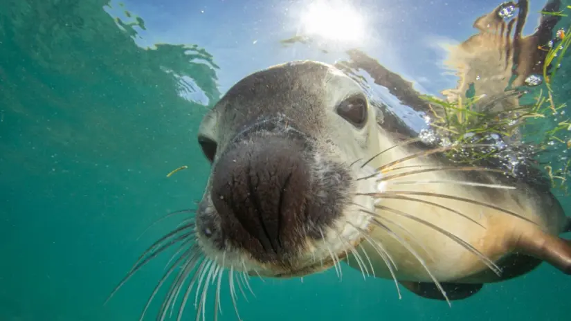 Organizaciones ambientales realizaron el rescate de los lobos marinos atrapados. Foto: Canva