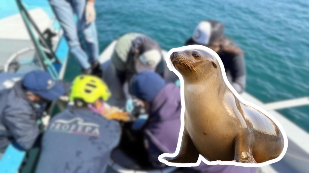 Rescatan a dos lobos marinos atrapados en redes de pesca en La Paz