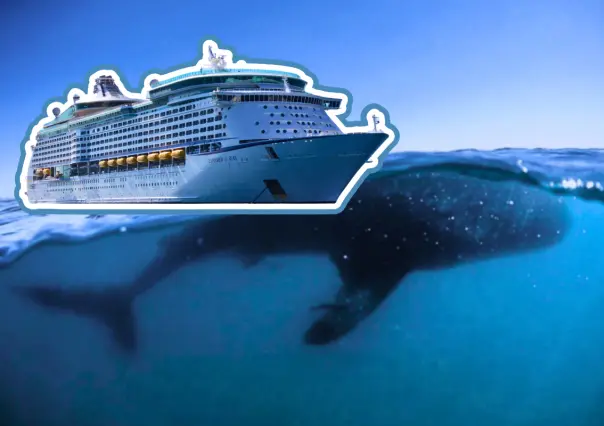 Proyecto de megacruceros amenaza al tiburón ballena en Baja California Sur