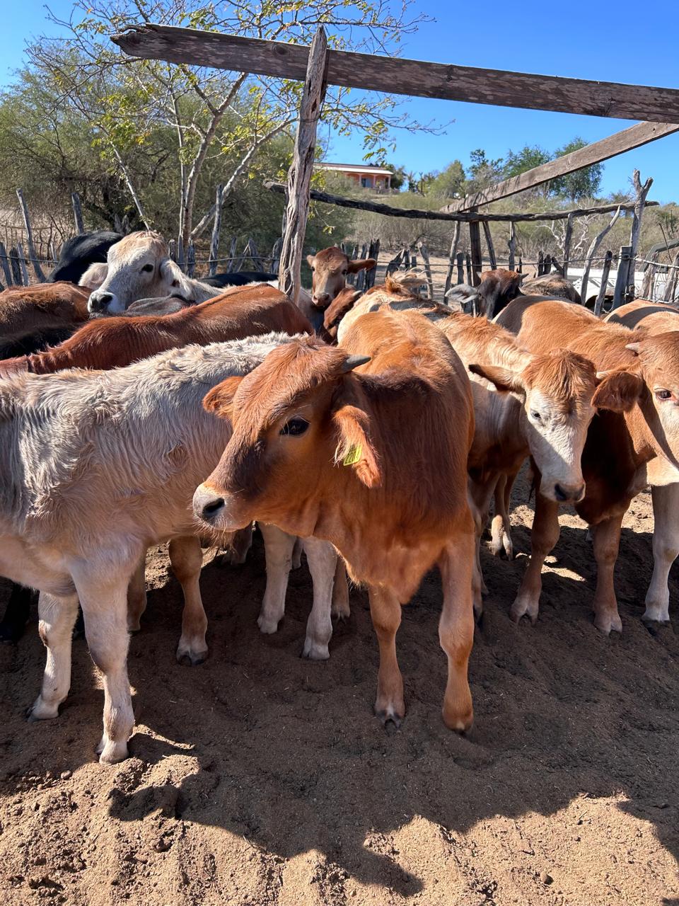 Ganado vacuna en una ranchería cerca de la ciudad de La Paz. Foto: Ivette Pérez / POSTA BCS