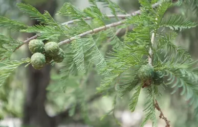 Árbol nativo de Nuevo León: conoce el Sabino y sus múltiples beneficios