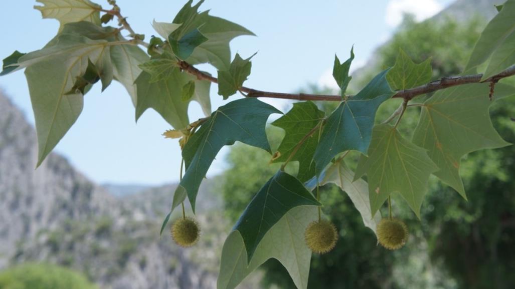 Árboles nativos de Nuevo León: conoce el Álamo Sicomoro