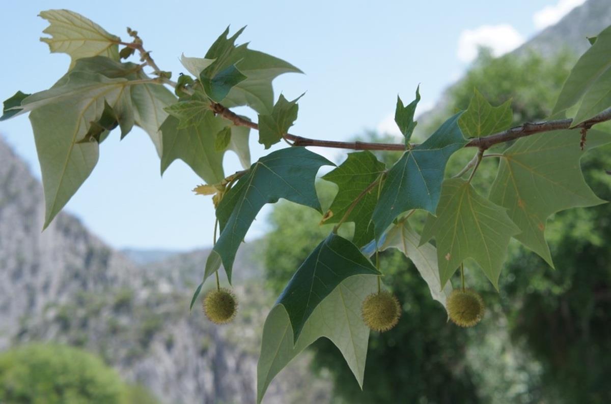 El álamo sicomoro es un árbol de gran valor ornamental y funcional. Foto: UANL