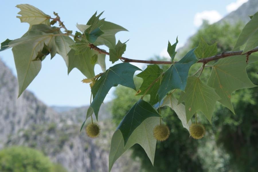 Árboles nativos de Nuevo León: conoce el Álamo Sicomoro