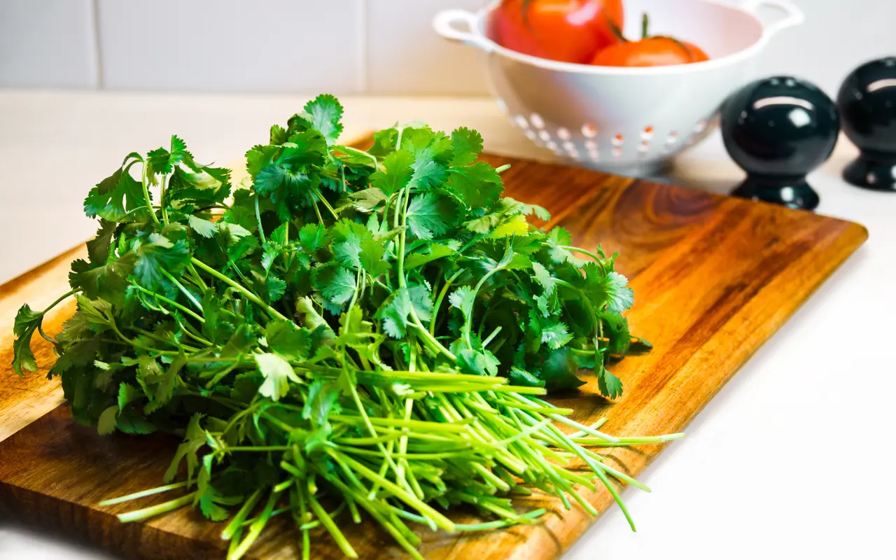 El cilantro tiene propiedades antiespasmódicas, antiinflamatorias y antibactericidas. Foto: Canva