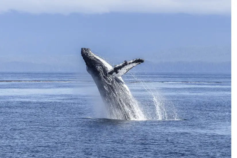 Ballena jorobada. Foto: Canva.