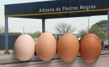 Contrabando de huevo al alza en frontera, ¿cuál es su precio en Coahuila?