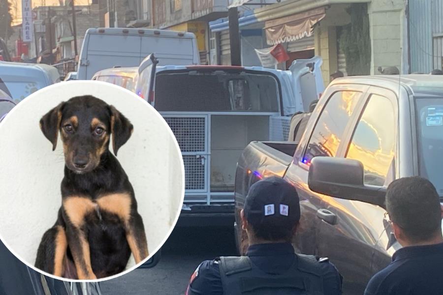 “Vendían carne de perro”; localizan vivienda en Mexicaltzingo con restos de animales