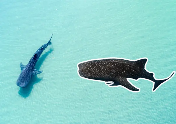 En La Paz, avistamiento de tiburón ballena sigue suspendido. ¿Por qué?