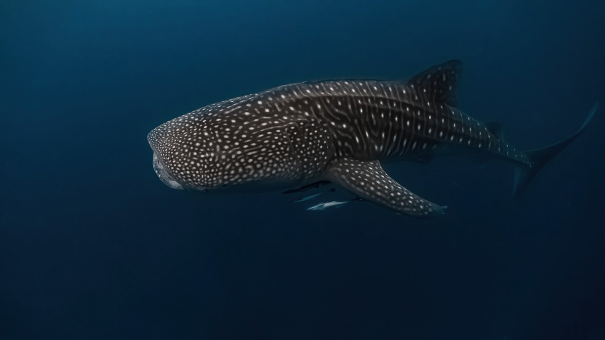 Tiburón ballena. Cortesía: Adobe Stock.