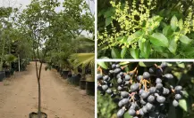 Trueno, árbol nativo de Coahuila ¿cuáles son sus caracteristicas?