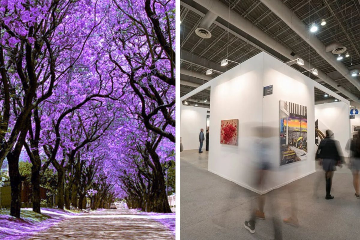 Jacarandas en CDMX y Zona Maco. Foto: Pro bosque de Chapultepec y admagazine | Canva