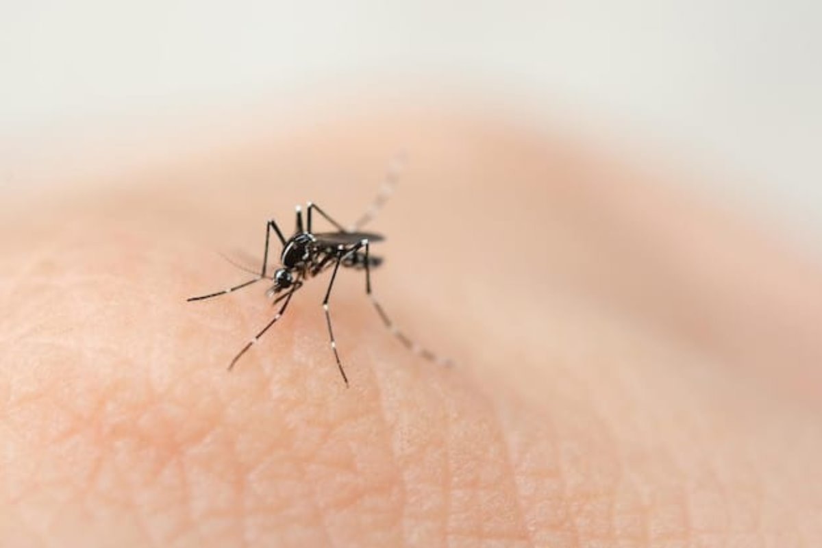 Mosquito transmisor del dengue. Foto: Freepik