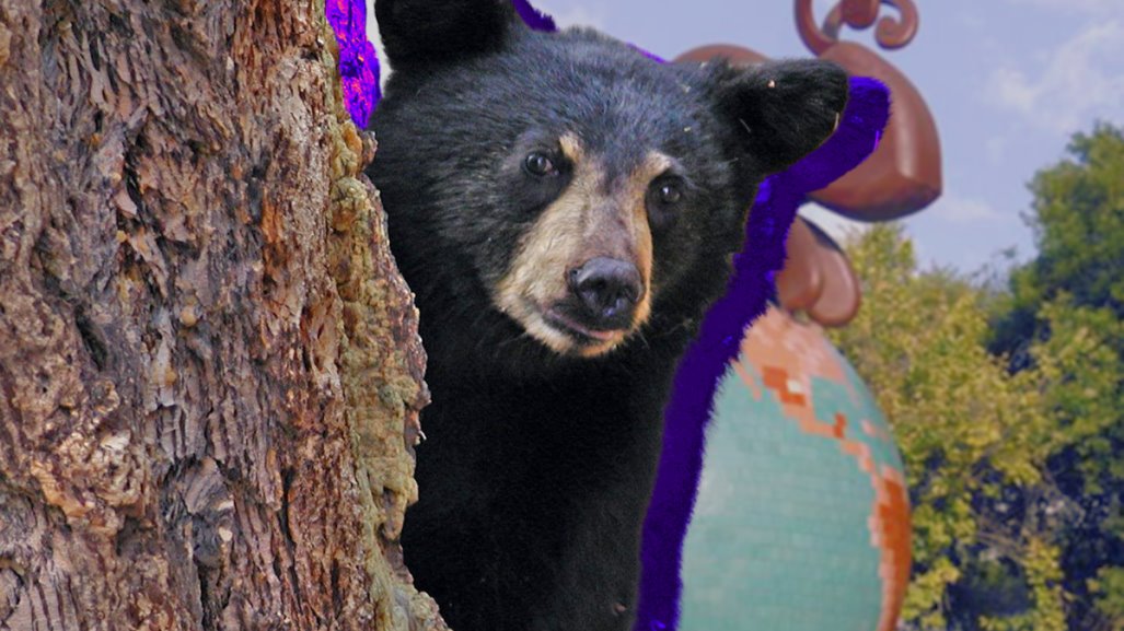 Festival del Oso Negro en Saltillo, ¿qué tipo de actividades habrá?