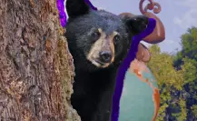 Festival del Oso Negro en Saltillo, ¿qué tipo de actividades habrá?