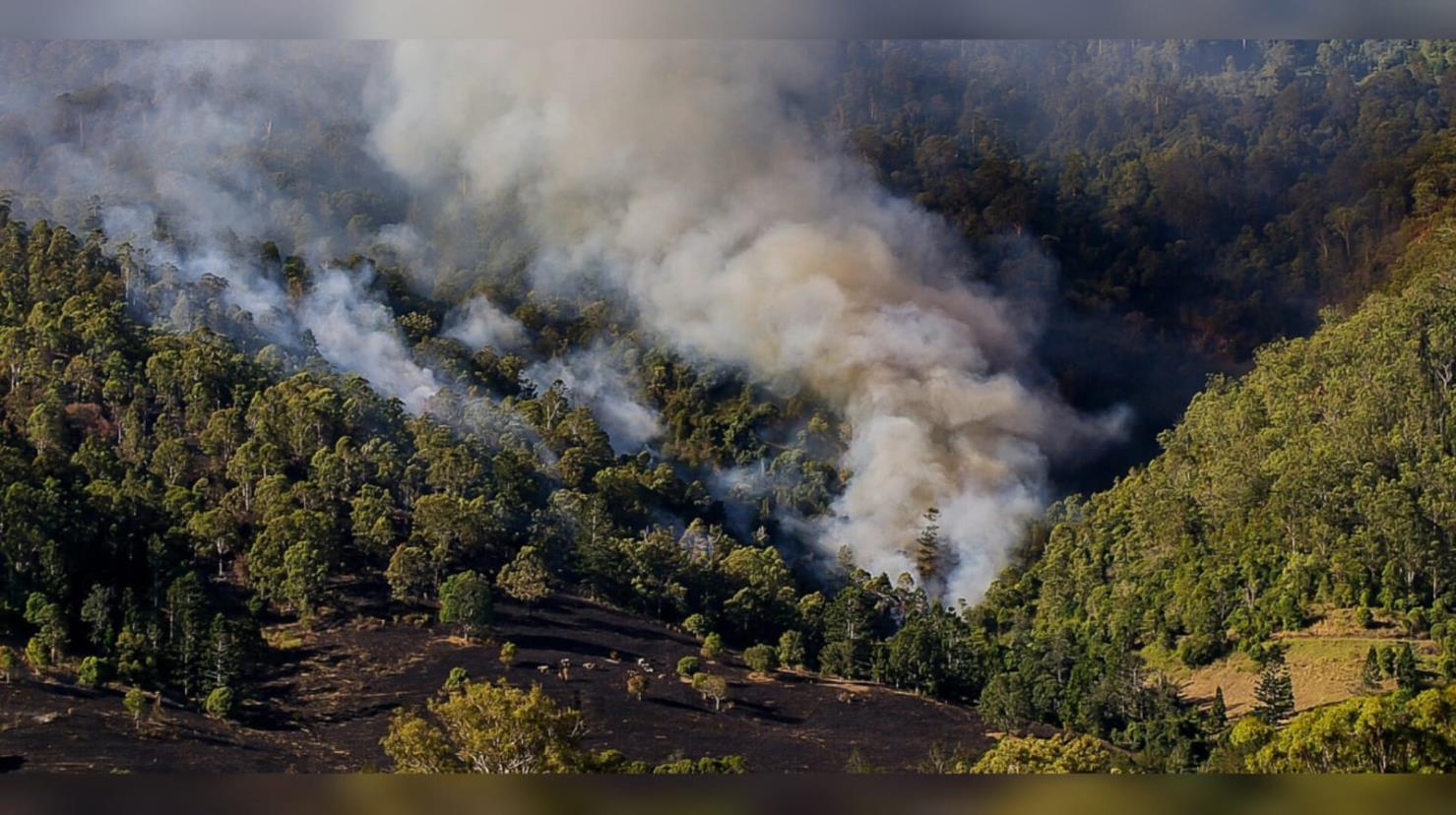 Durango se mantiene en el top 10 de incendios forestales. Foto:  Universidad Autónoma de Nuevo León.