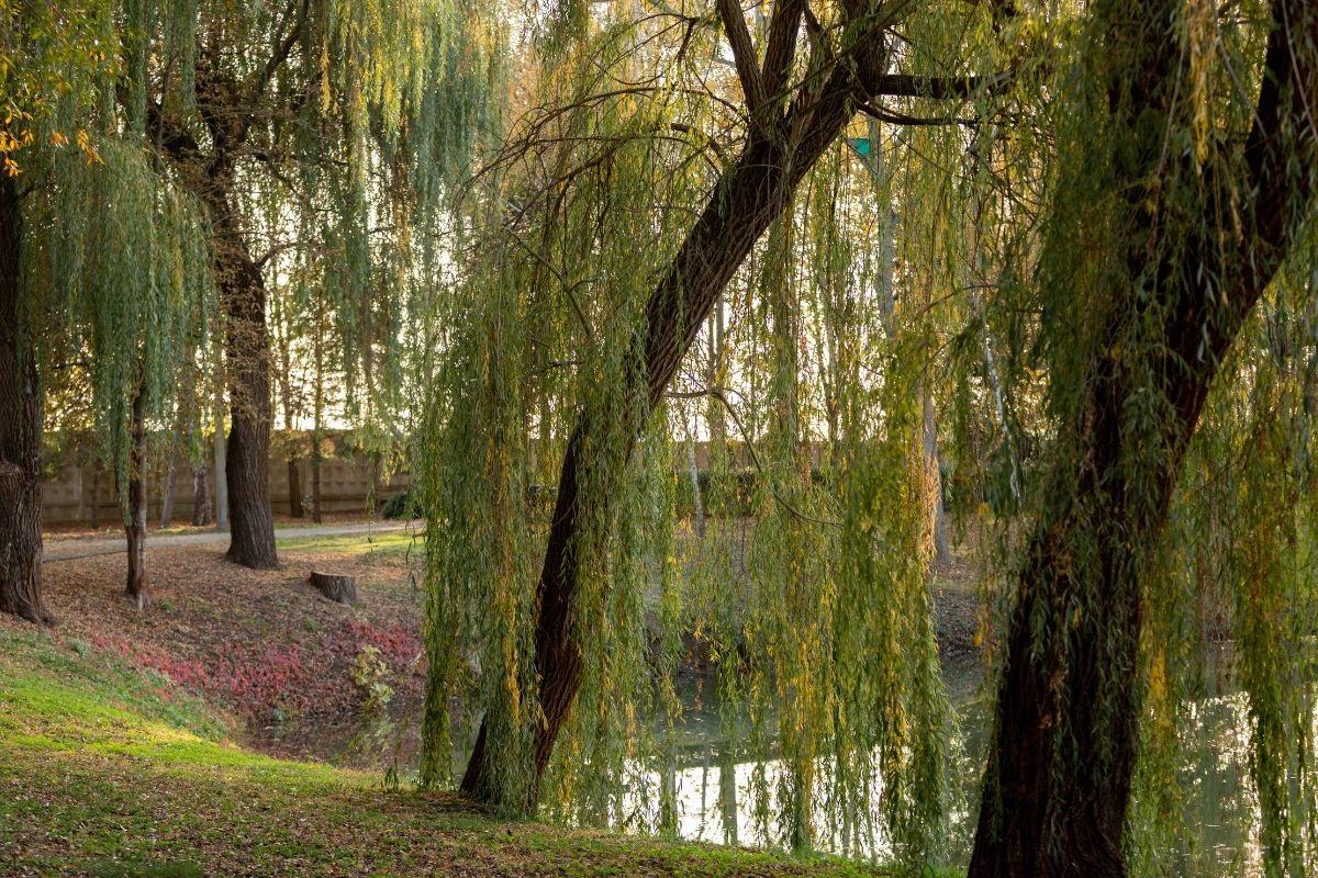 Las hojas de este árbol han sido utilizadas en la medicina tradicional por sus propiedades analgésicas y antiinflamatorias.  Foto: CANVA