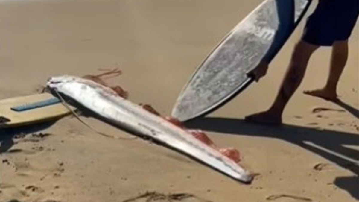 Dos surfistas intentaron devolver al pez remo al mar utilizando sus tablas, en un rescate que quedó grabado en video. Foto: Captura pantalla  video / Más Noticias BCS