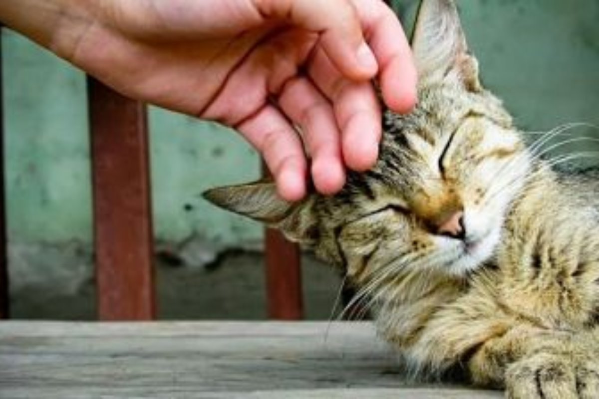 Terapia con gatos. Foto: Escuela veterinaria | Canva