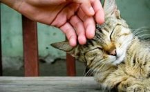 Reclusorios en CDMX, buscan implementar gatoterapia para su población 