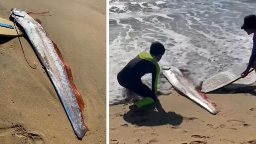 Encuentran otro pez remo en playa de Cabo San Lucas