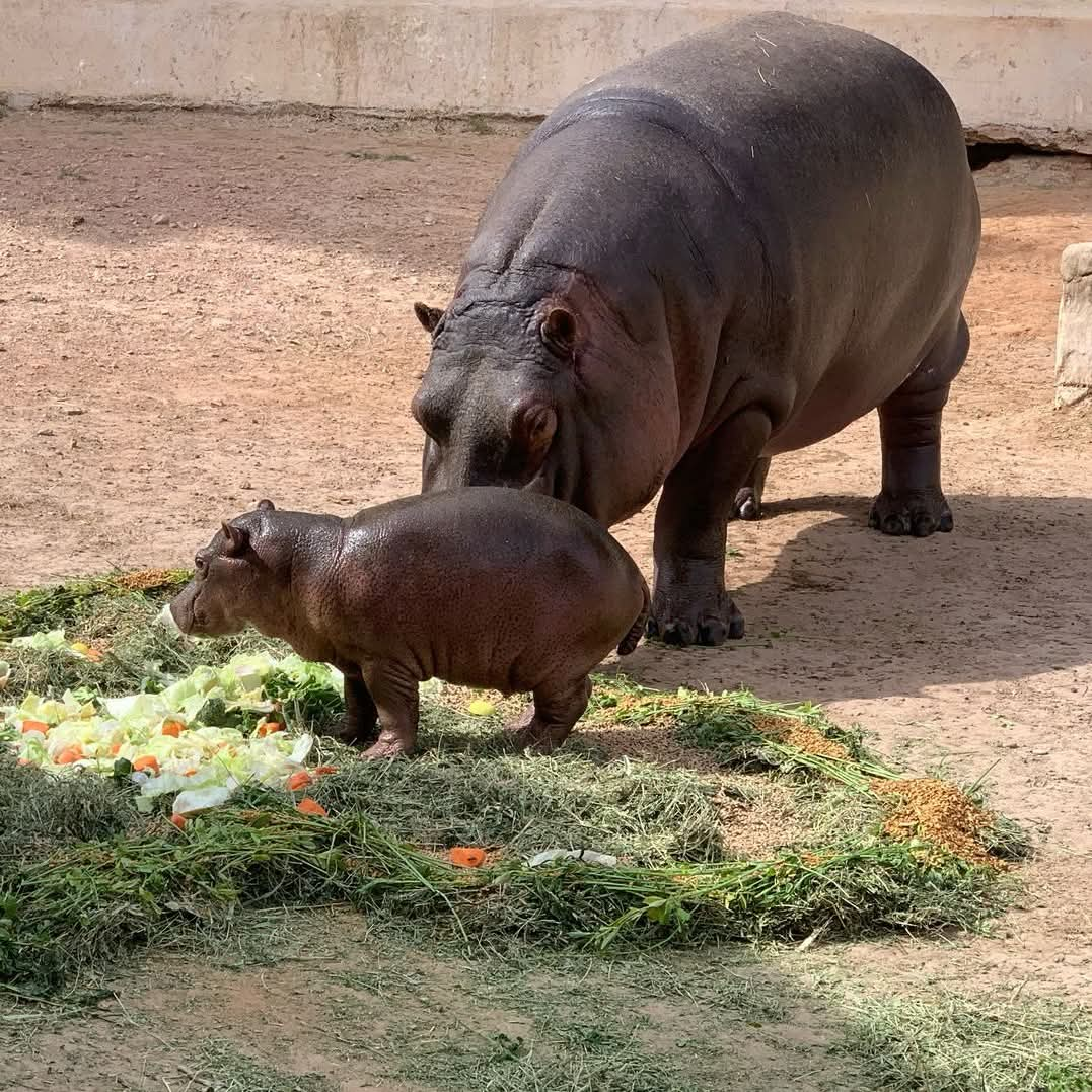 Cría de Hipopotamo. Foto: Faceebok Zoologico y Acuario de Nuevo Laredo