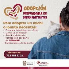 Adopta un perro o un gato en Edomex a través de la CEPANAF