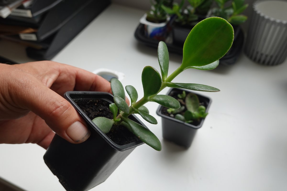 Feng Shui y planta de jade: aprende a ubicarla correctamente en tu hogar para potenciar la buena suerte. Foto: Canva