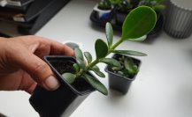 Aquí debes colocar tu planta de jade para la fortuna, según el Feng Shui