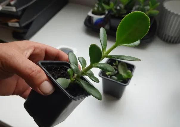Aquí debes colocar tu planta de jade para la fortuna, según el Feng Shui