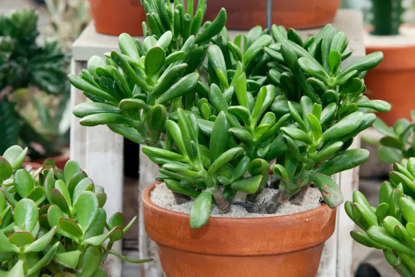 Planta de jade: descubre cómo y dónde colocarla en casa para atraer buena fortuna y vitalidad según Feng Shui. Foto: Canva
