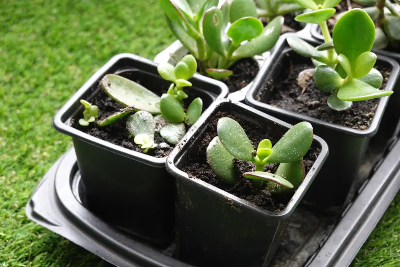 Ubicación de la planta de jade: sigue estos consejos de Feng Shui para atraer buena fortuna y vitalidad a tu hogar. Foto: Canva