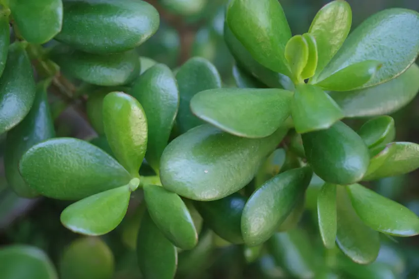 Atraer buena suerte es posible con la planta de jade y saberla ubicar es clave según expertos en Feng Shui. Foto: Canva