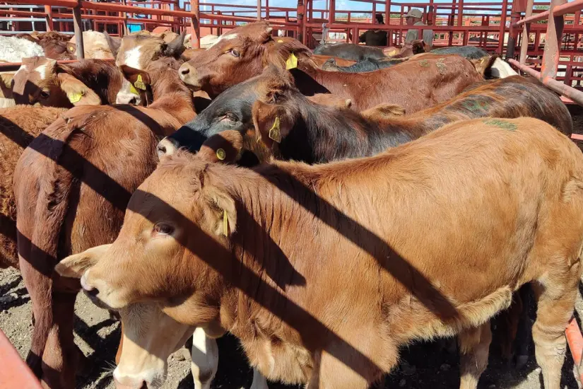 De acuerdo con introductores de ganado, la escasez de animales ha obligado a los proveedores a buscar reses en entidades como Veracruz, Querétaro y Zacatecas, donde los precios aún resultan competitivos. Foto: UGRT