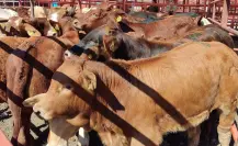 Sin fecha para exportar ganado de Tamaulipas por problemas sanitarios con las cuarentenarias