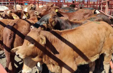 Sin fecha para exportar ganado de Tamaulipas por problemas sanitarios con las cuarentenarias