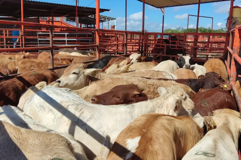 Tamaulipas sigue sin poder exportar directamente, debido a la falta de infraestructura requerida por las autoridades sanitarias estadounidenses. Foto: UGRT