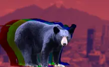 Esto debes hacer si ves un oso en Nuevo León