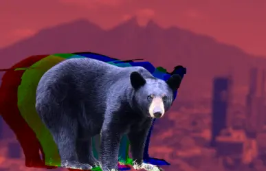 Esto debes hacer si ves un oso en Nuevo León