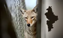 Estos son los municipios donde se presenta el avistamiento de coyotes