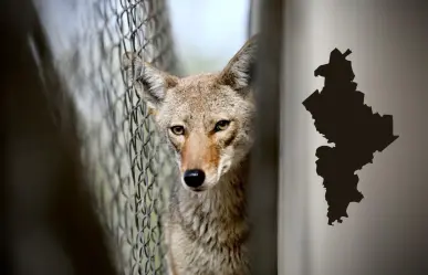 Estos son los municipios donde se presenta el avistamiento de coyotes