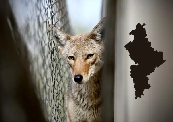 Estos son los municipios donde se presenta el avistamiento de coyotes