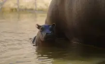 Nacen nuevos ejemplares en el zoológico de Nuevo Laredo