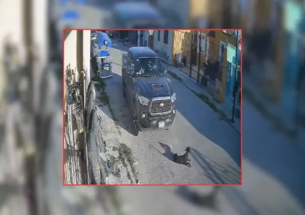 Perrita con discapacidad es atropellada por una camioneta en Kanasín