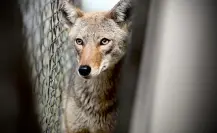 Rescatan a coyote atrapado en colegio de Monterrey